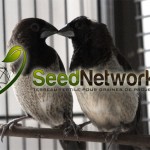 SeedNetworking